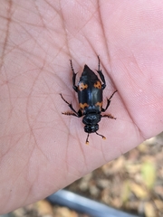 Nicrophorus nepalensis