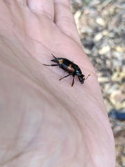 Nicrophorus nepalensis