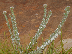 Lotononis viminea