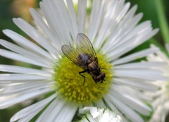 Limnophora triangula