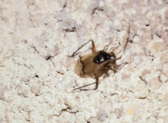 Eustictus