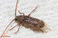 Trichoferus holosericeus