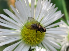 Limnophora triangula