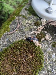 Nicrophorus nepalensis