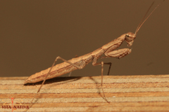 Geomantis larvoides
