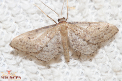 Idaea infirmaria
