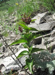 Vincetoxicum funebre