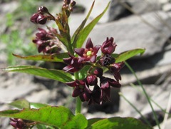 Vincetoxicum funebre