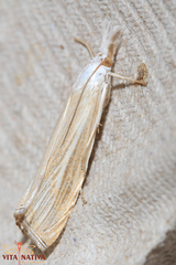 Metacrambus pallidellus