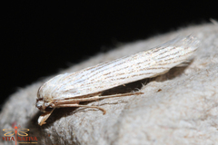 Pterolonche albescens