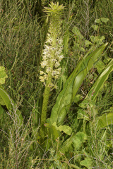 Eucomis comosa