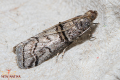 Acrobasis romanella