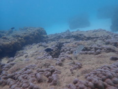 Lutjanus decussatus