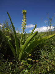 Eucomis comosa