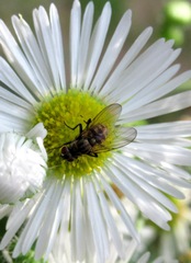 Limnophora triangula