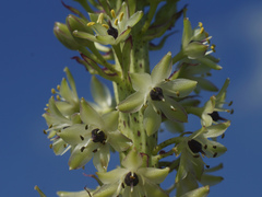 Eucomis comosa