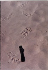 Panthera tigris tigris
