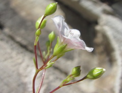 Gypsophila tenuifolia