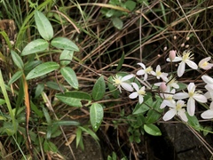 Clematis meyeniana