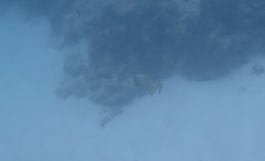 Balistoides viridescens