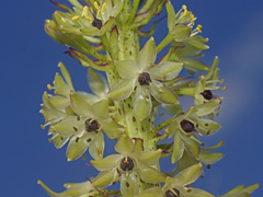 Eucomis comosa