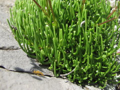 Gypsophila tenuifolia