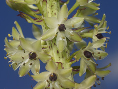 Eucomis comosa