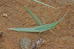 Acrida acuminata