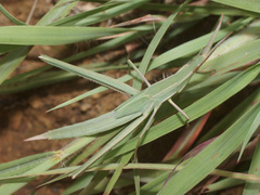 Acrida acuminata