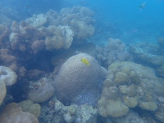 Chaetodon andamanensis