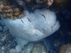 Physogyra lichtensteini