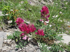 Hedysarum biebersteinii