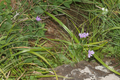Moraea inclinata