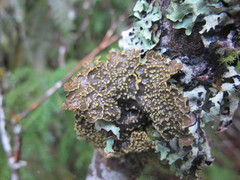 Pseudocyphellaria citrina