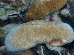 Ctenactis