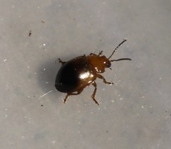 Nisotra bicolorata