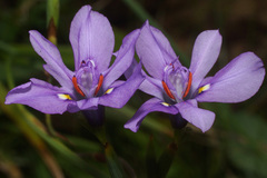Moraea inclinata