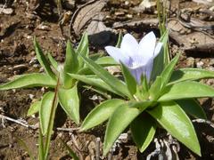 Craterocapsa tarsodes