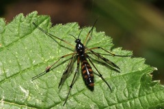 Ptychoptera contaminata