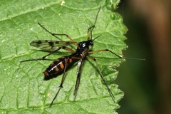 Ptychoptera contaminata