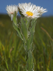 Helichrysum monticola
