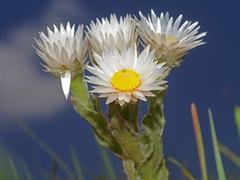 Helichrysum monticola