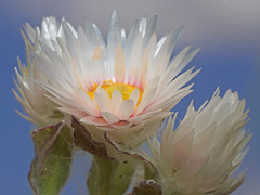 Helichrysum monticola