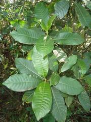 Psychotria zombamontana