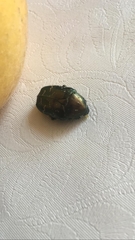 Protaetia cuprea hieroglyphica