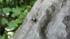 Chrysocoris fascialis