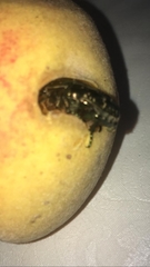 Protaetia cuprea hieroglyphica