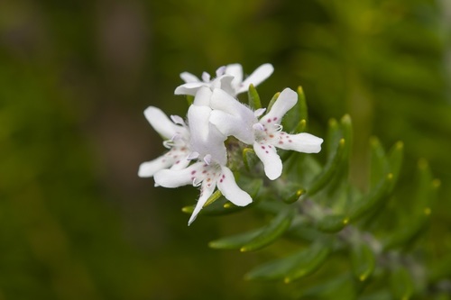 Westringia fruticosa