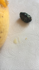 Protaetia cuprea hieroglyphica