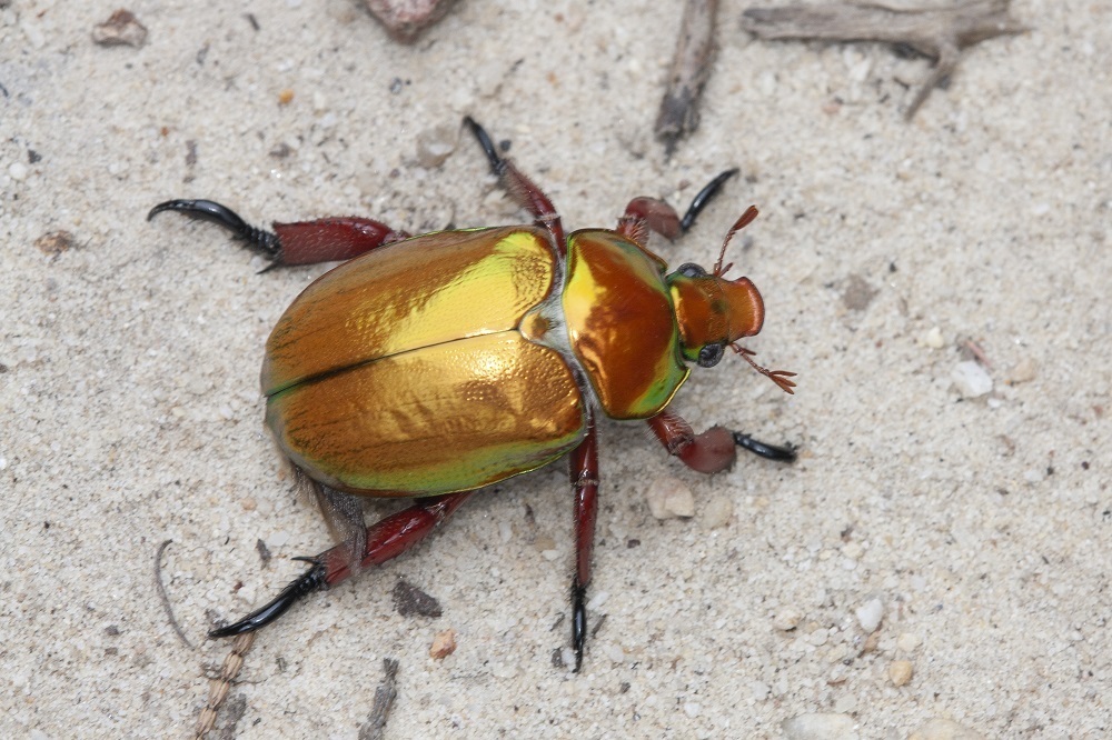 King Christmas Beetle